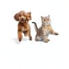 Fish Oil for Dogs and Cats Bark Spark Omega3 16 oz-4