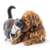 Kidney Support KC Complex Omega 3 Fish Oil for Cats & Dogs-6