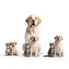 Fish Oil for Dogs and Cats Bark Spark Omega3 16 oz-5